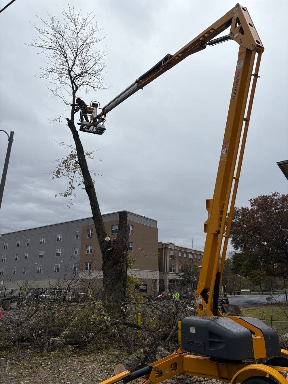 Tree trimming using a cherry picker in an urban setting during overcast weather.