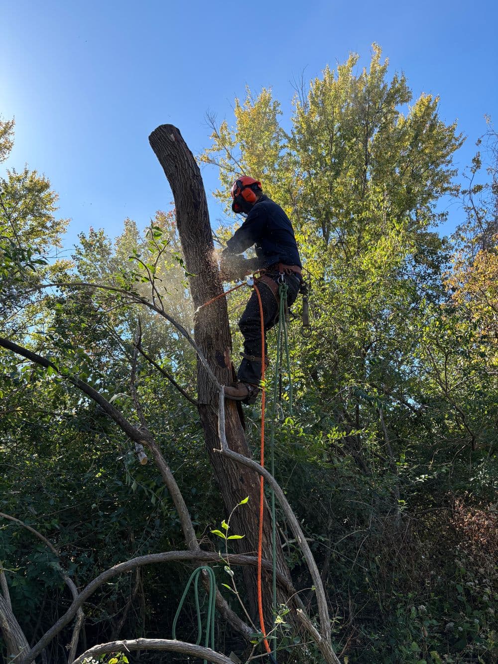 Tree worker using a chainsaw to cut down a dead tree in a lush green forest.